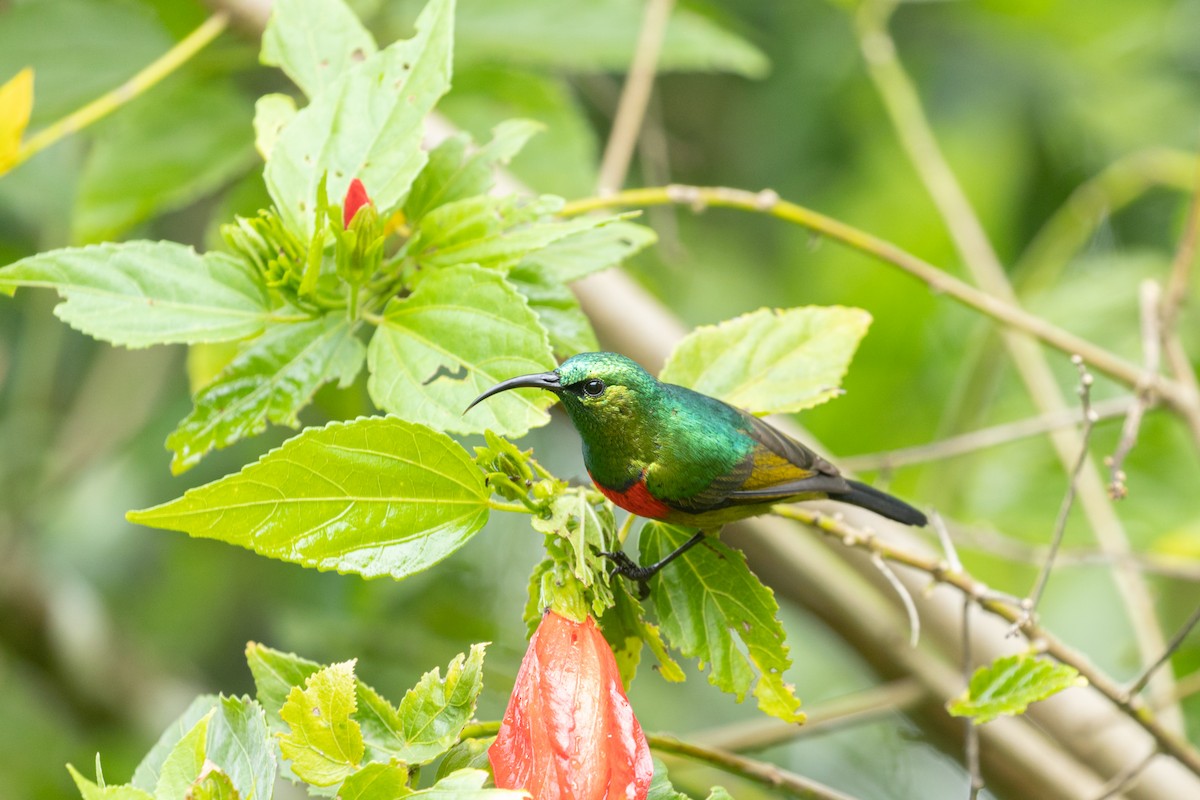 Forest Double-collared Sunbird - ML536125431