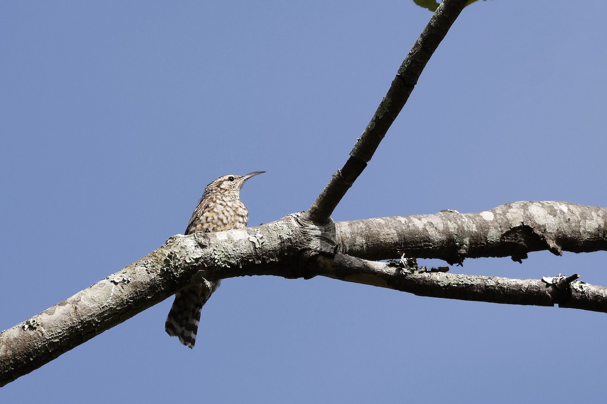 African Spotted Creeper - ML536125931