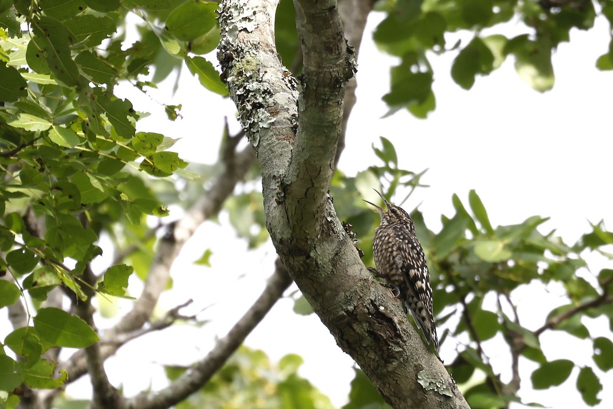 African Spotted Creeper - ML536125941