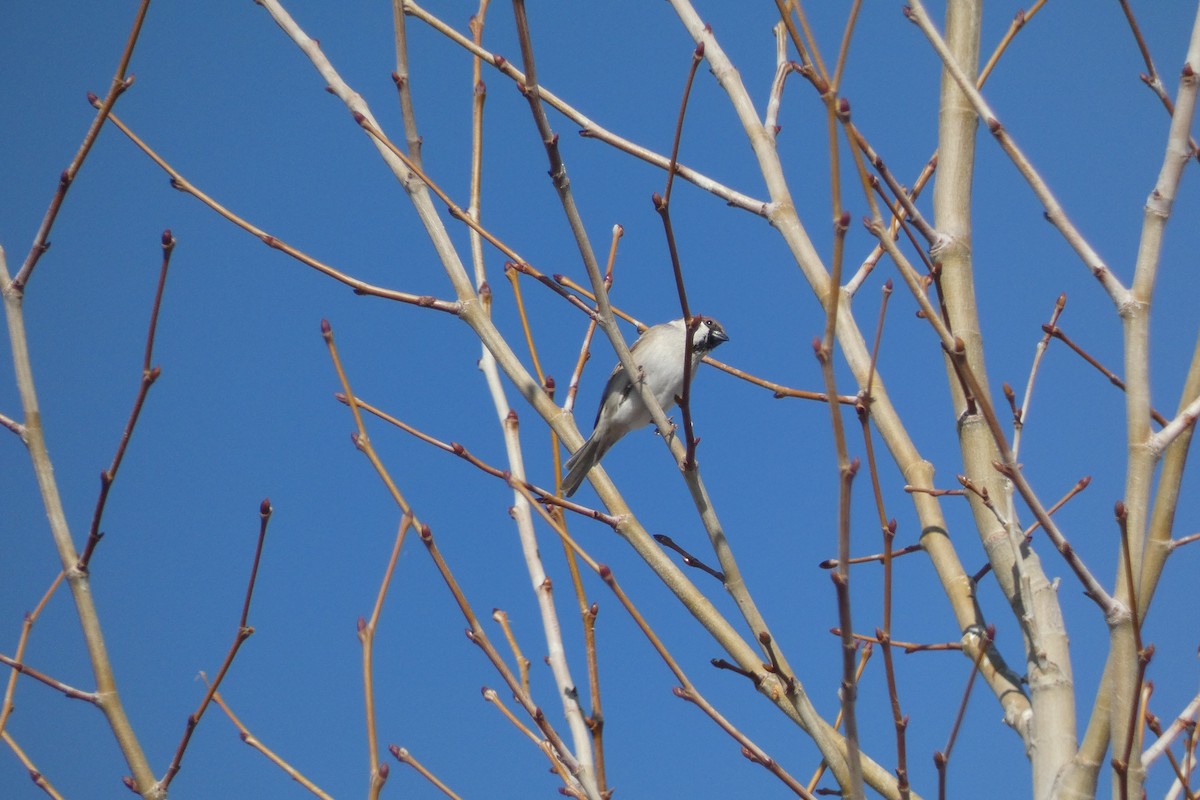 Eurasian Tree Sparrow - ML536126881