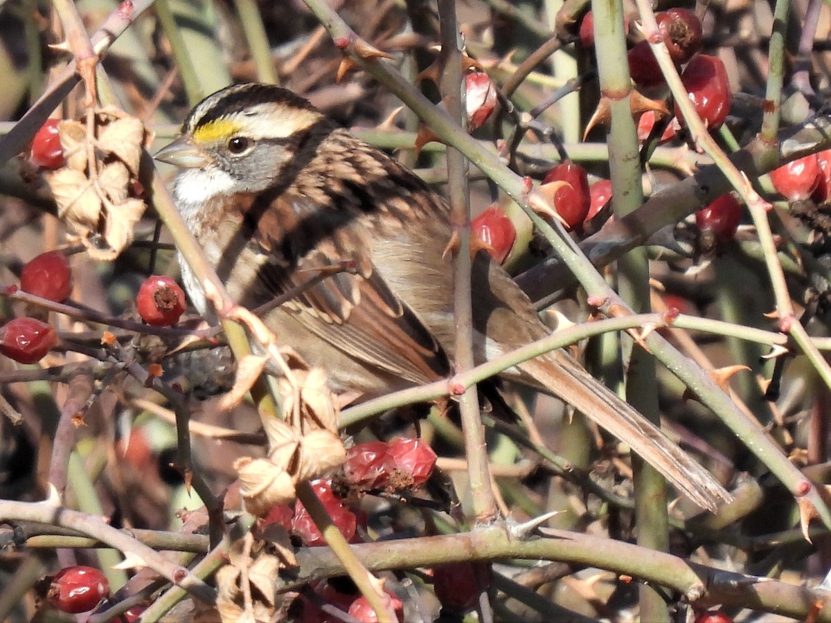 White-throated Sparrow - ML536142801