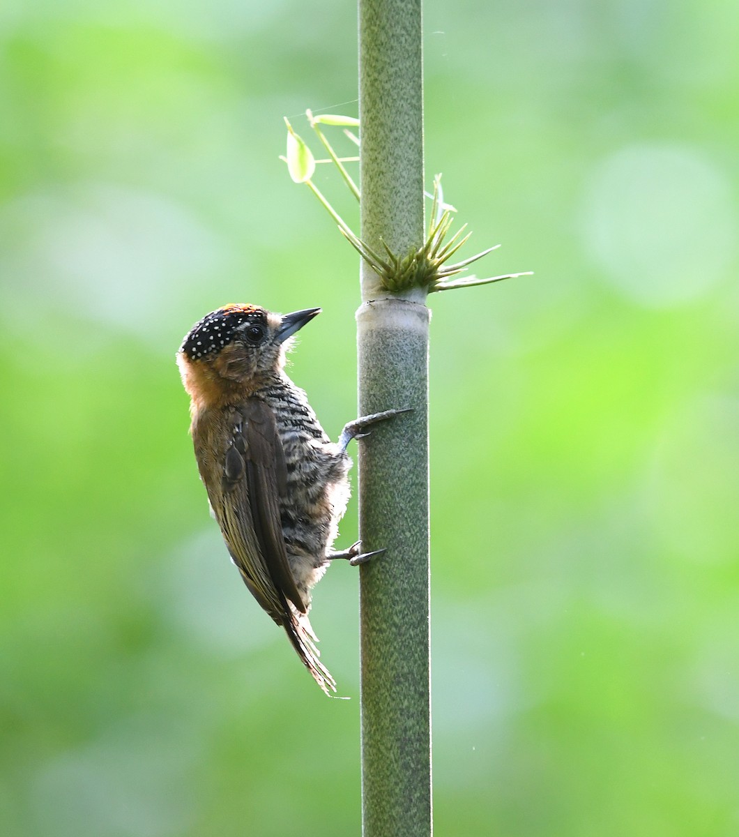 Ochre-collared Piculet - ML536151601