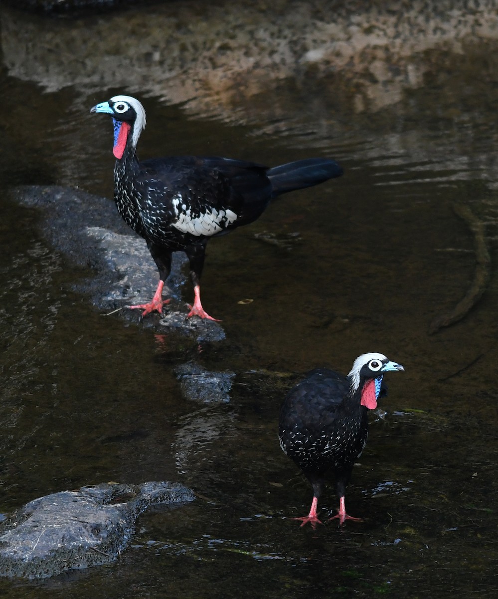 Black-fronted Piping-Guan - ML536151861