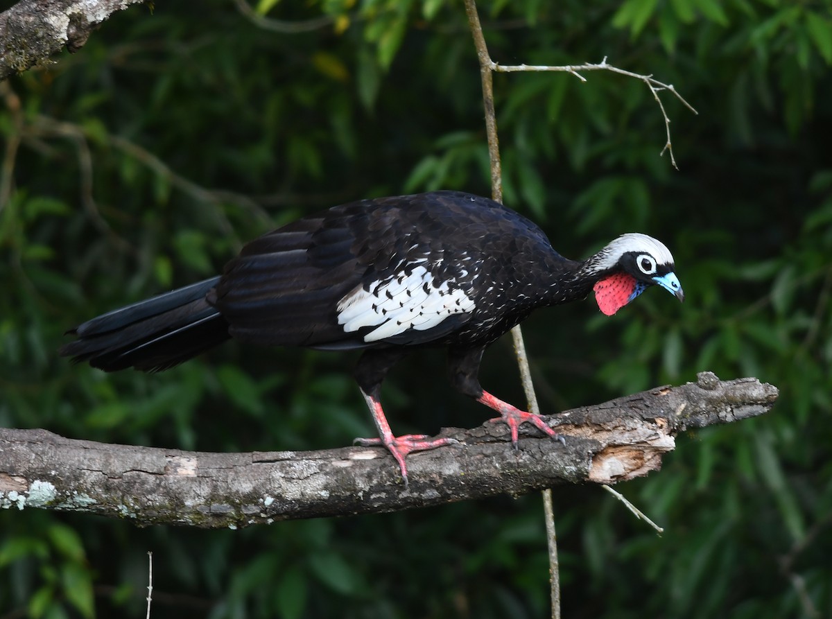 Black-fronted Piping-Guan - ML536151881