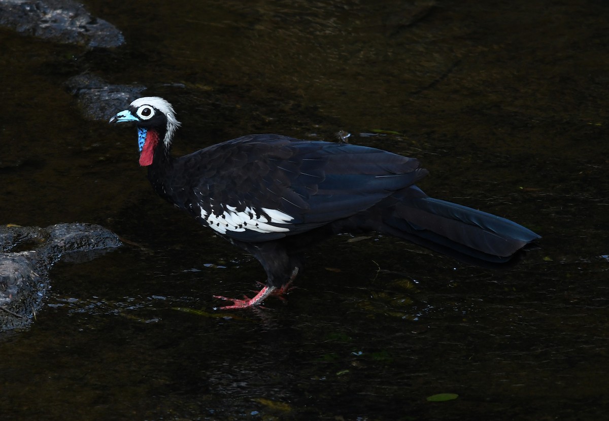 Black-fronted Piping-Guan - ML536151891