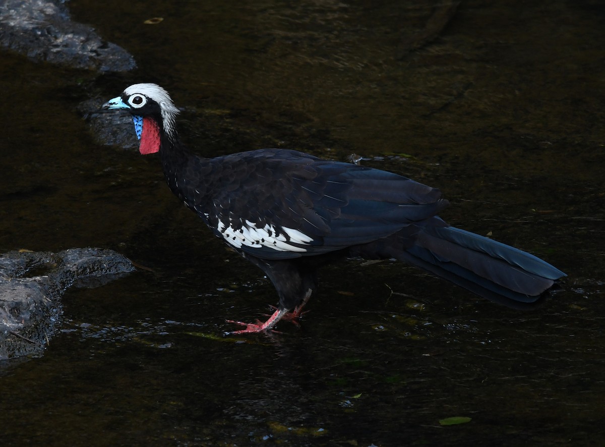 Black-fronted Piping-Guan - ML536151911