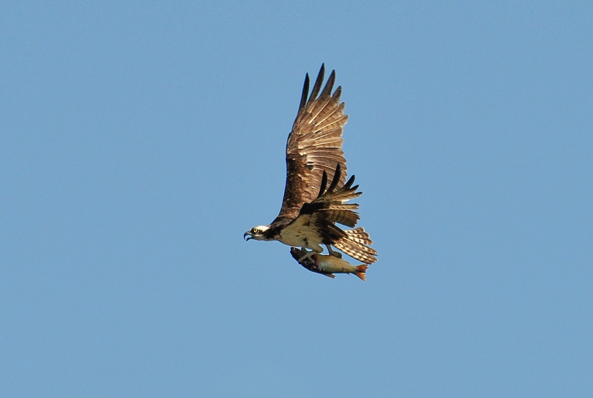Osprey - Aves-del-Taragüí/ SabinaDeLucca