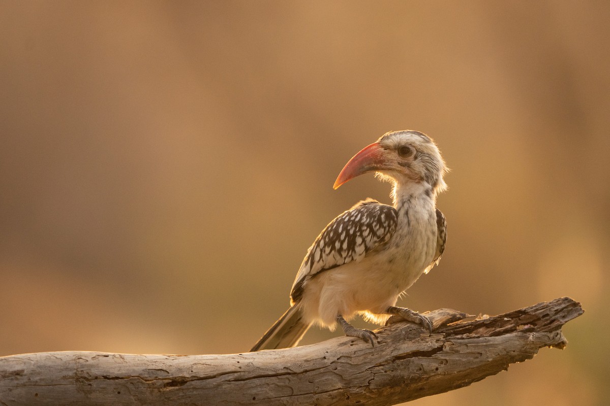 Damara Red-billed Hornbill - Elias Ludescher