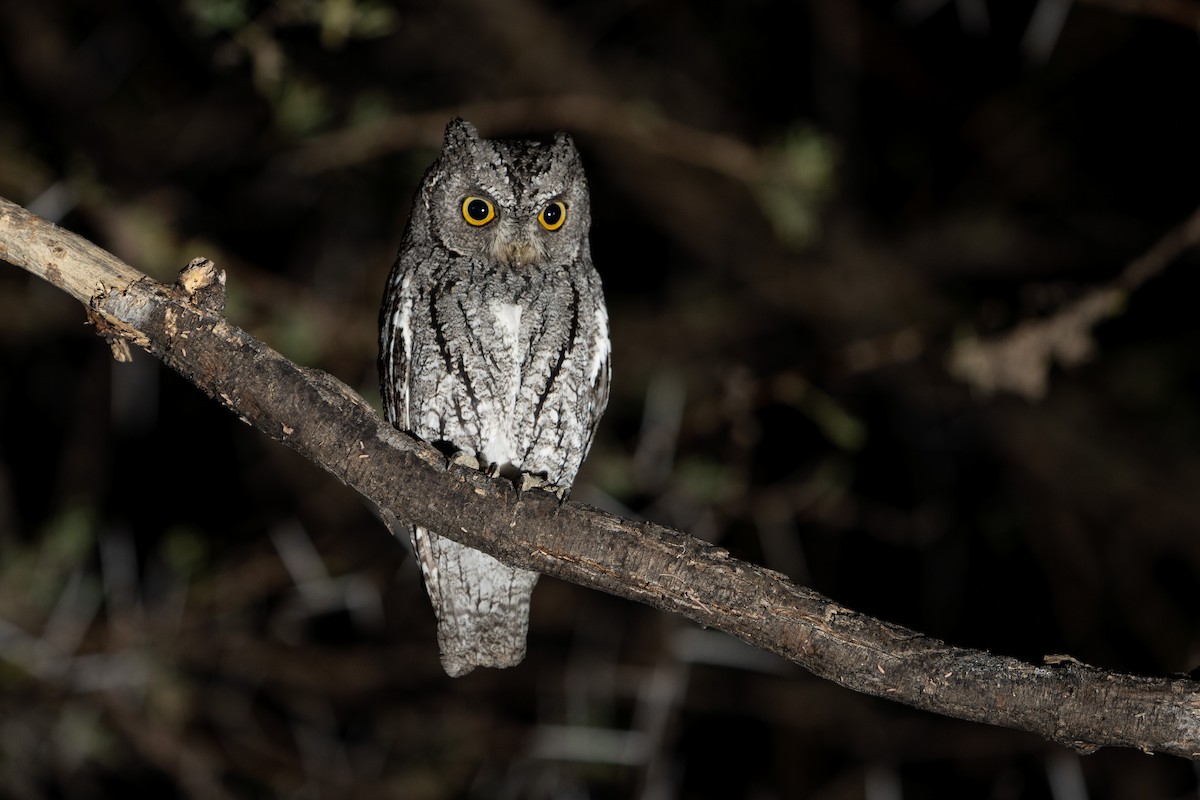 African Scops-Owl (African) - ML536166801