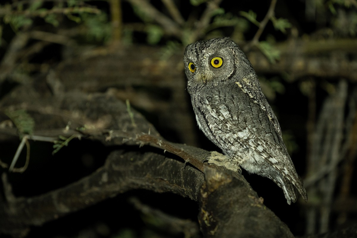African Scops-Owl (African) - ML536166811
