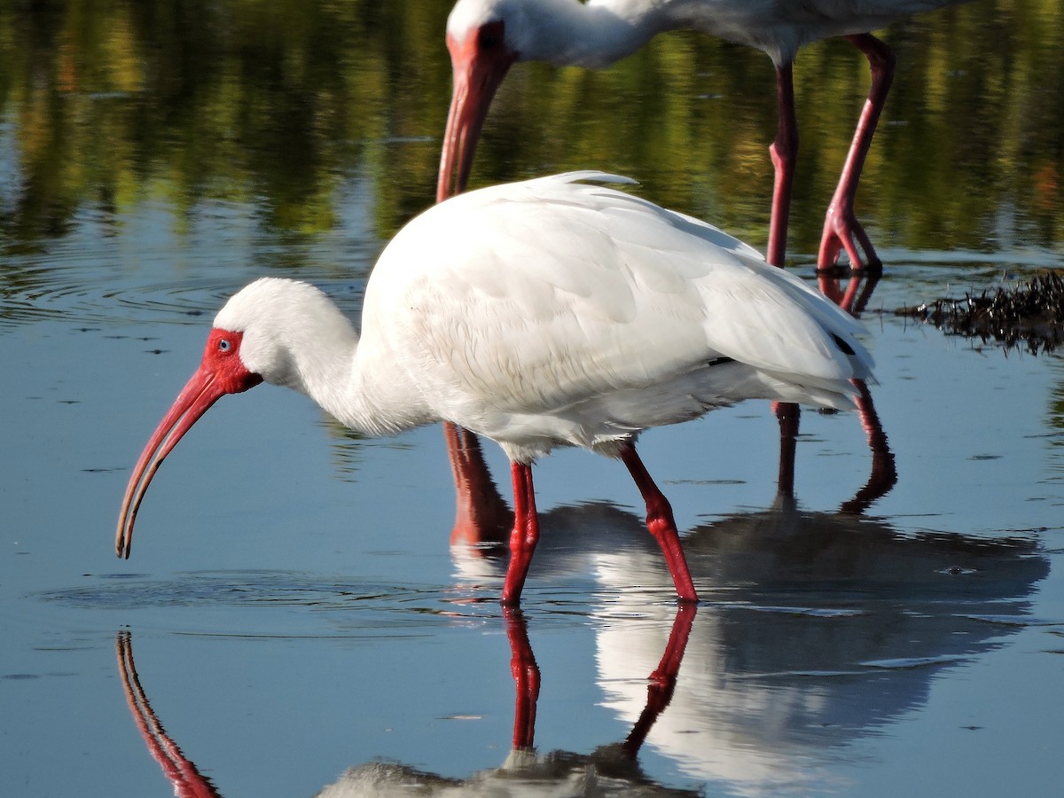 ibis bílý - ML53616981