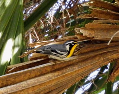 Yellow-throated Warbler - ML536170011