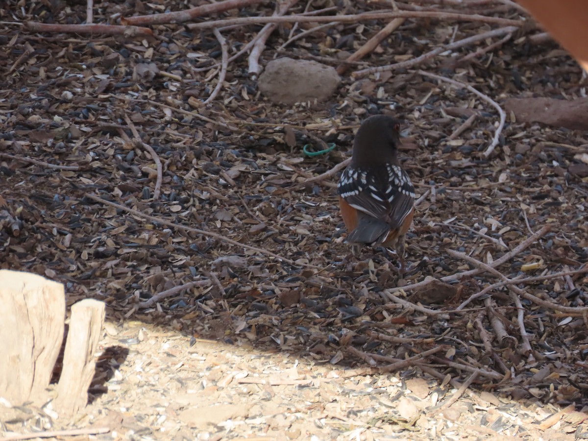 Spotted Towhee - Pat Weber