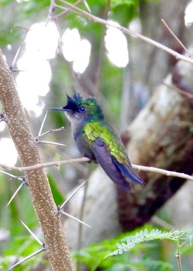 Antillean Crested Hummingbird - ML536175821