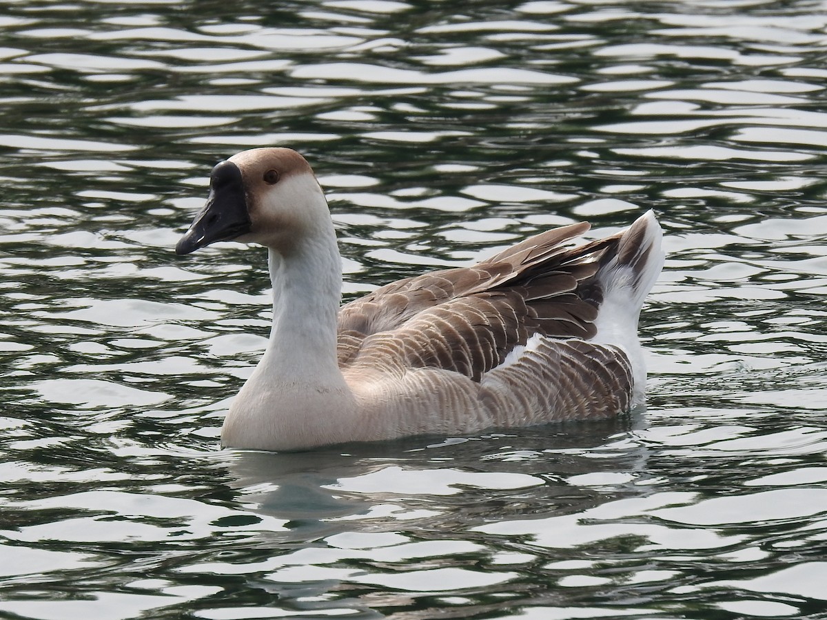 Swan Goose (Domestic type) - ML536176471