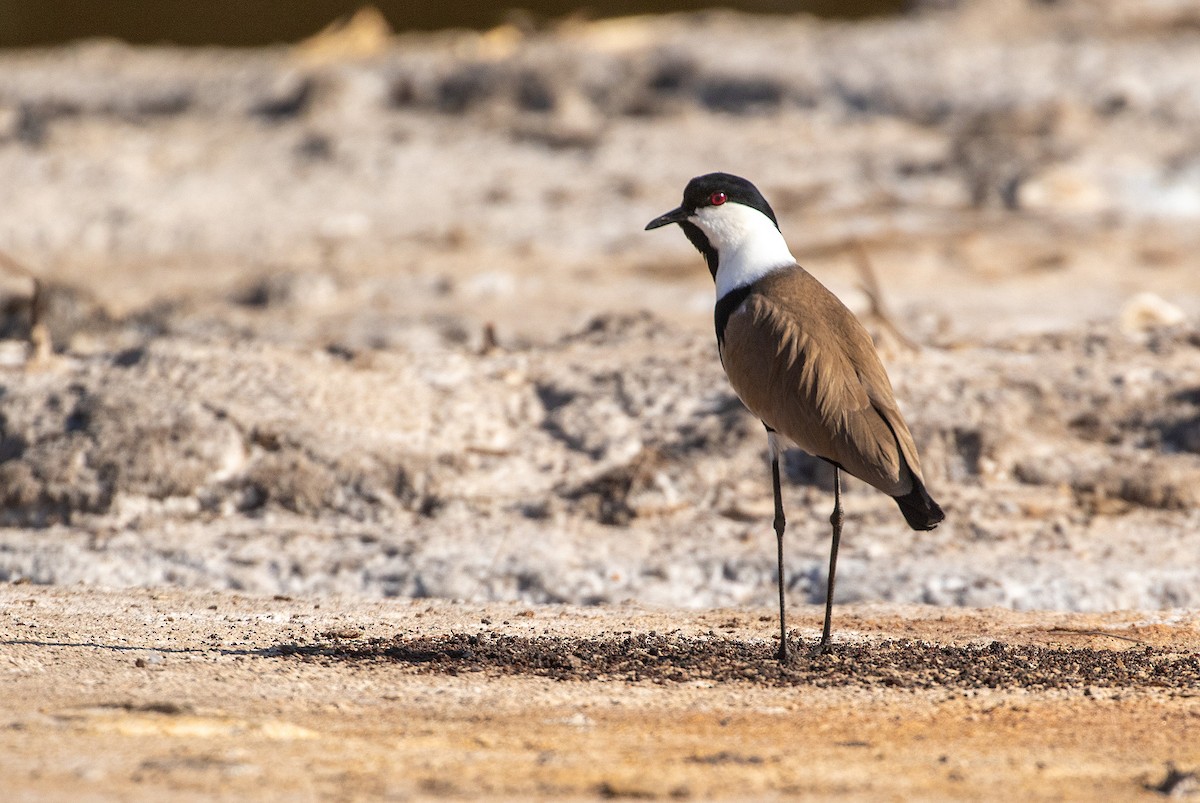 Spur-winged Lapwing - ML536176731