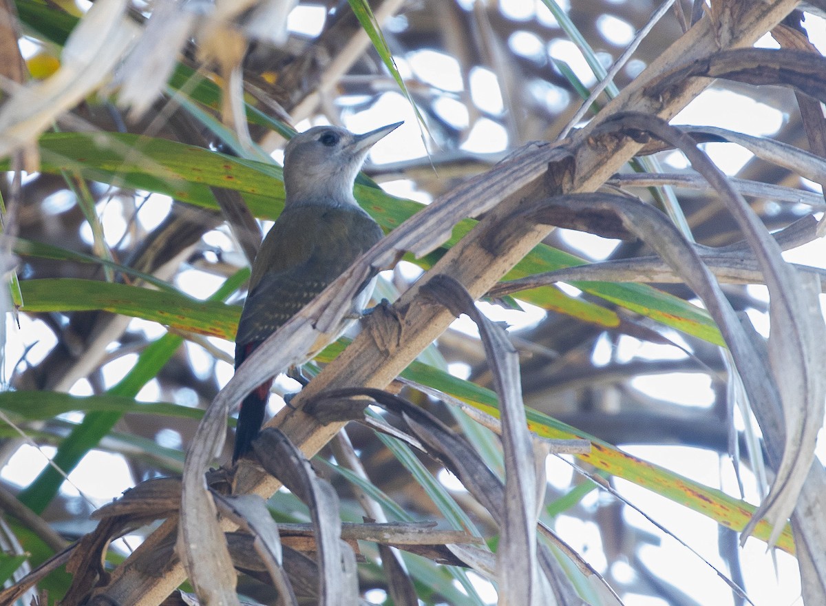 African Gray Woodpecker (Gray) - ML536178651