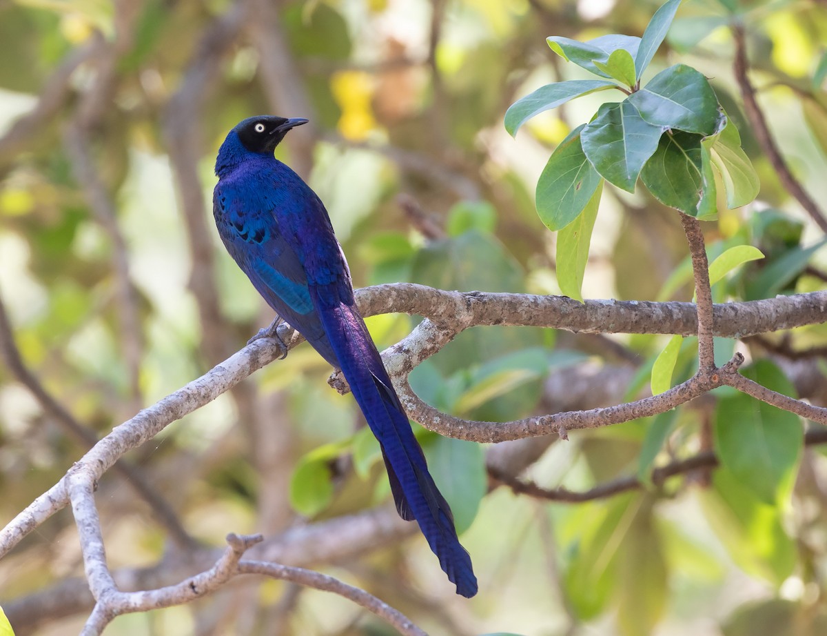 Long-tailed Glossy Starling - ML536178891