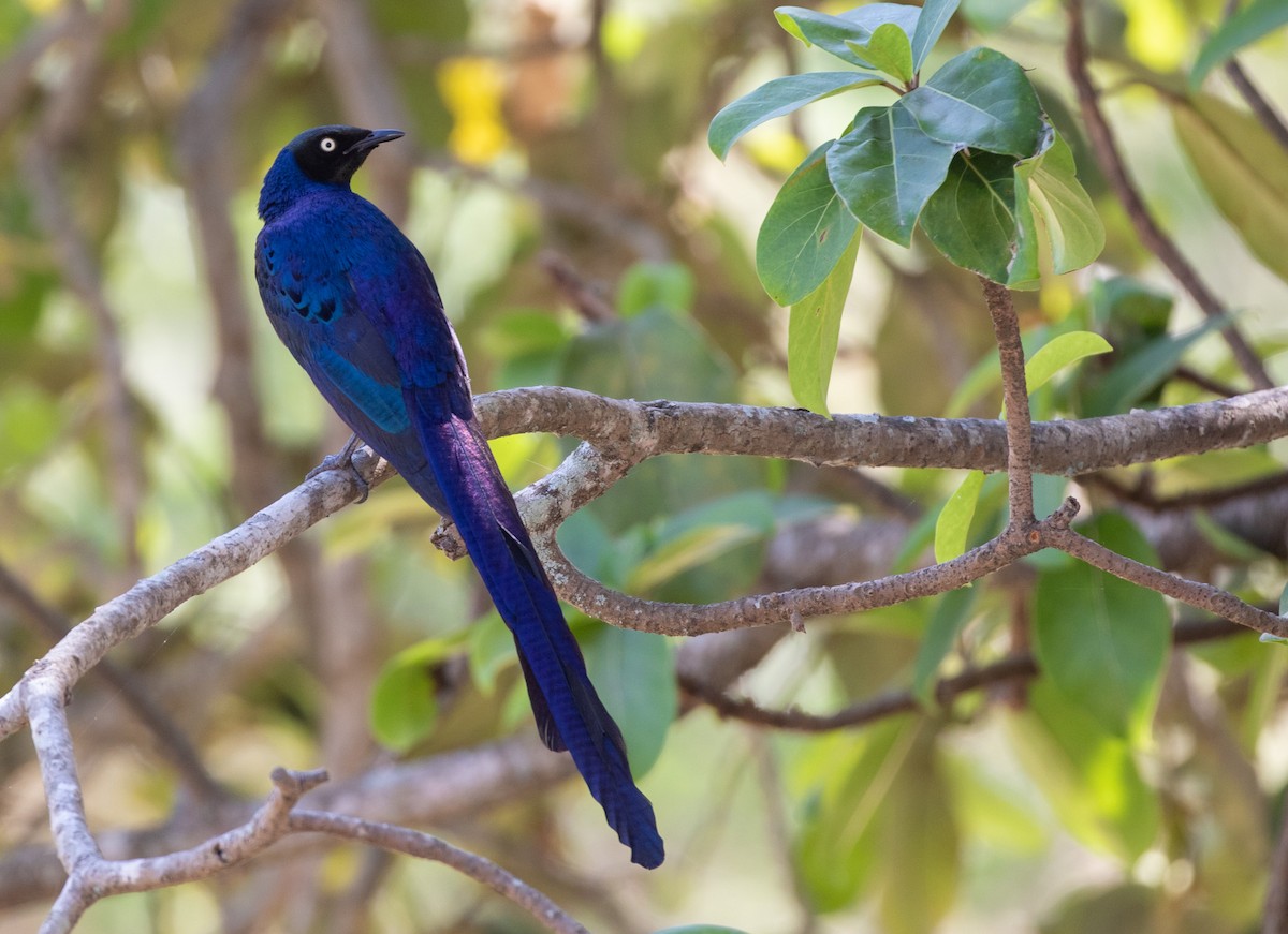 Long-tailed Glossy Starling - ML536180221