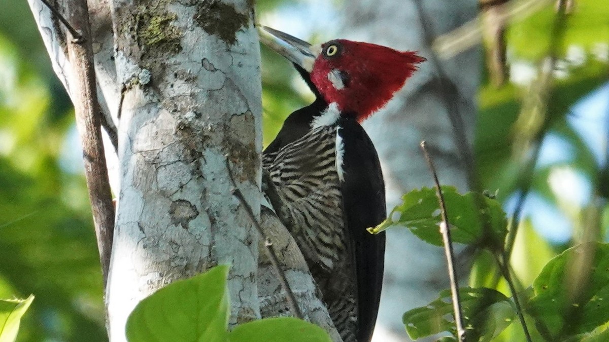 Crimson-crested Woodpecker - ML536183701