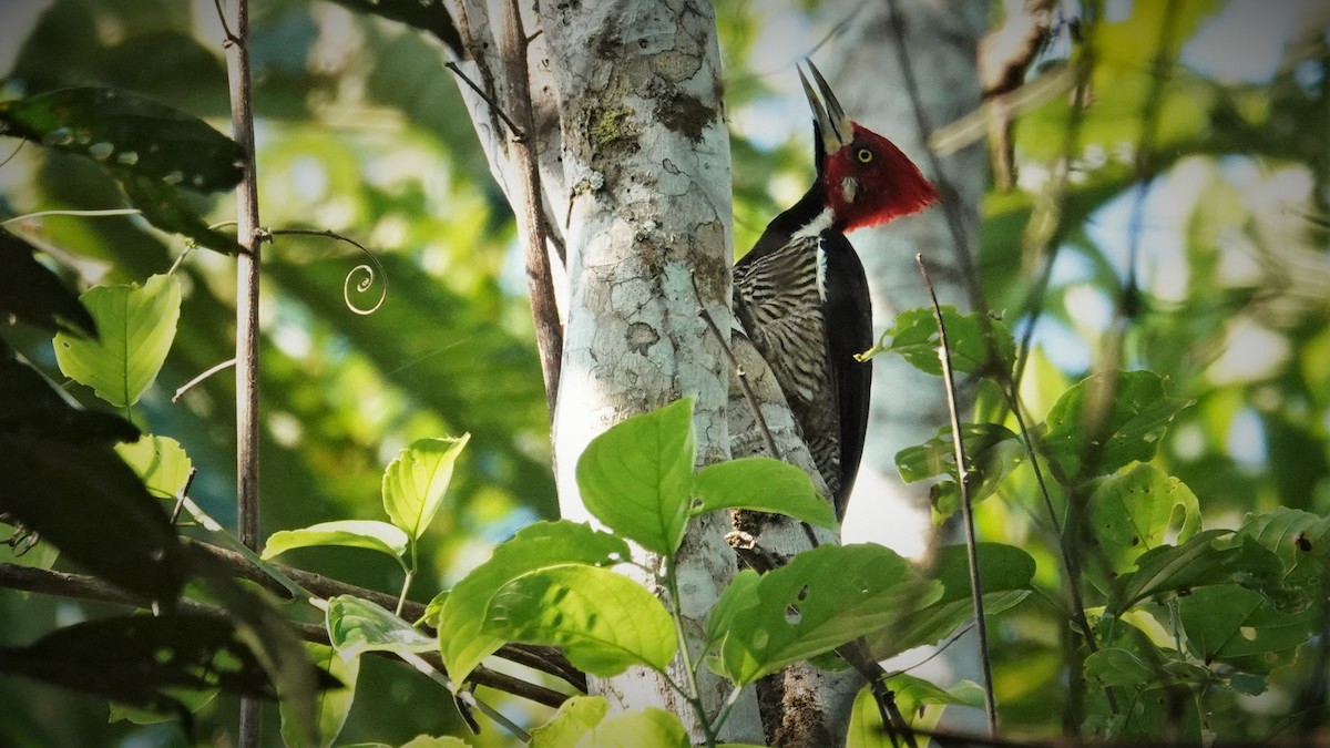 Crimson-crested Woodpecker - ML536183711