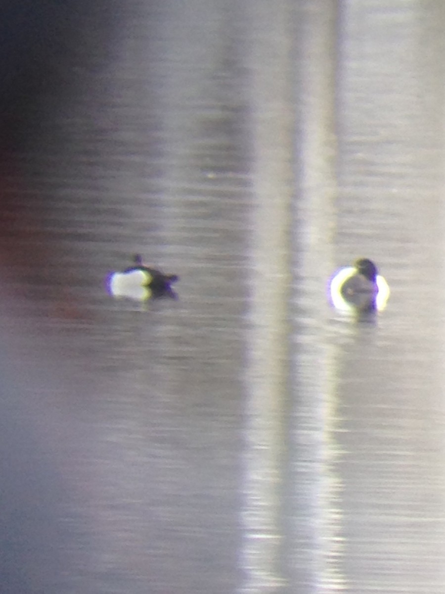 Greater Scaup - ML53618411