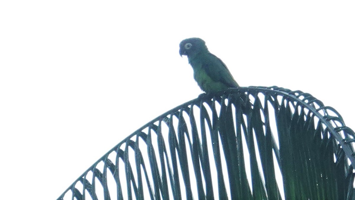 Dusky-headed Parakeet - Ronald Breteler