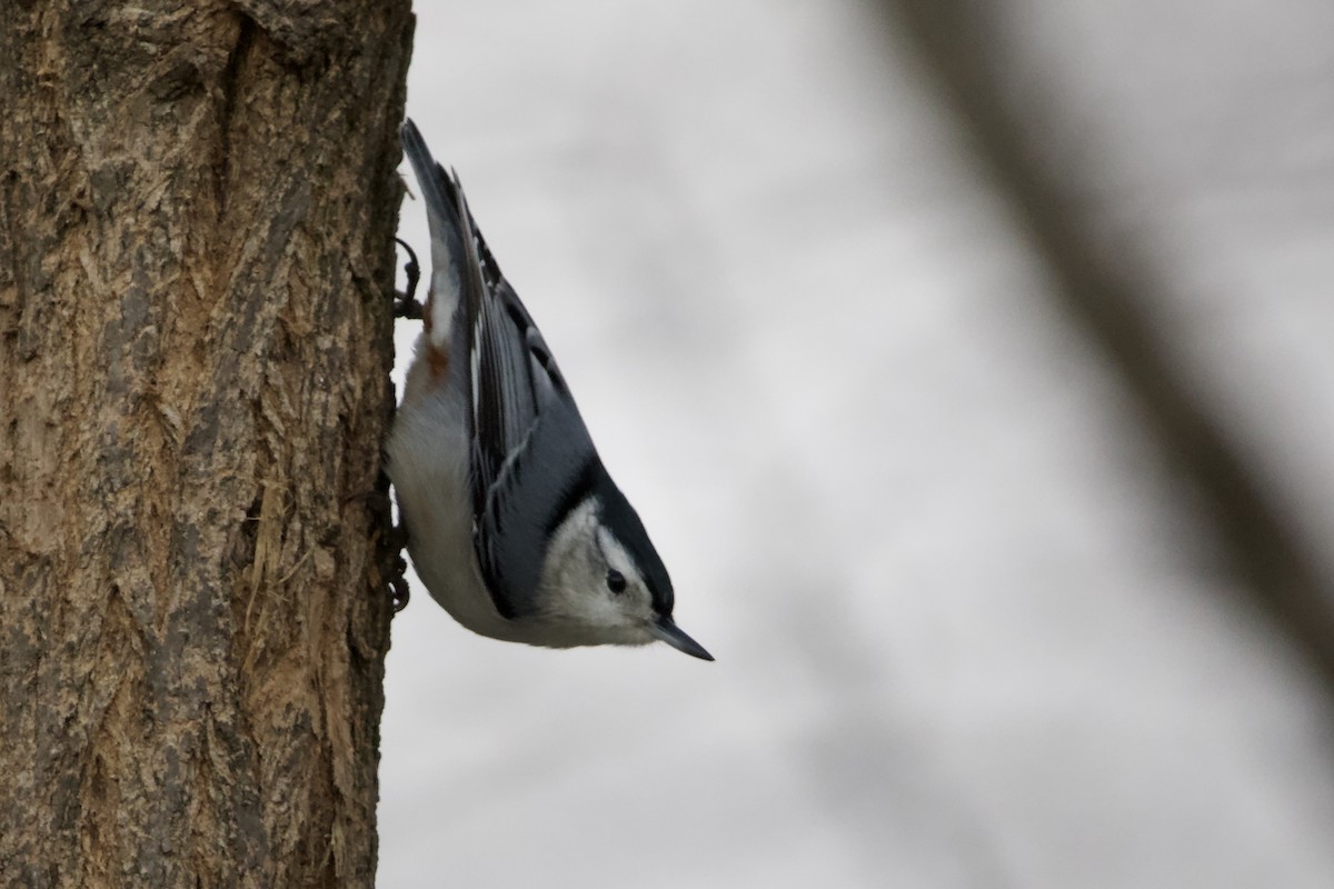 White-breasted Nuthatch - ML536185761