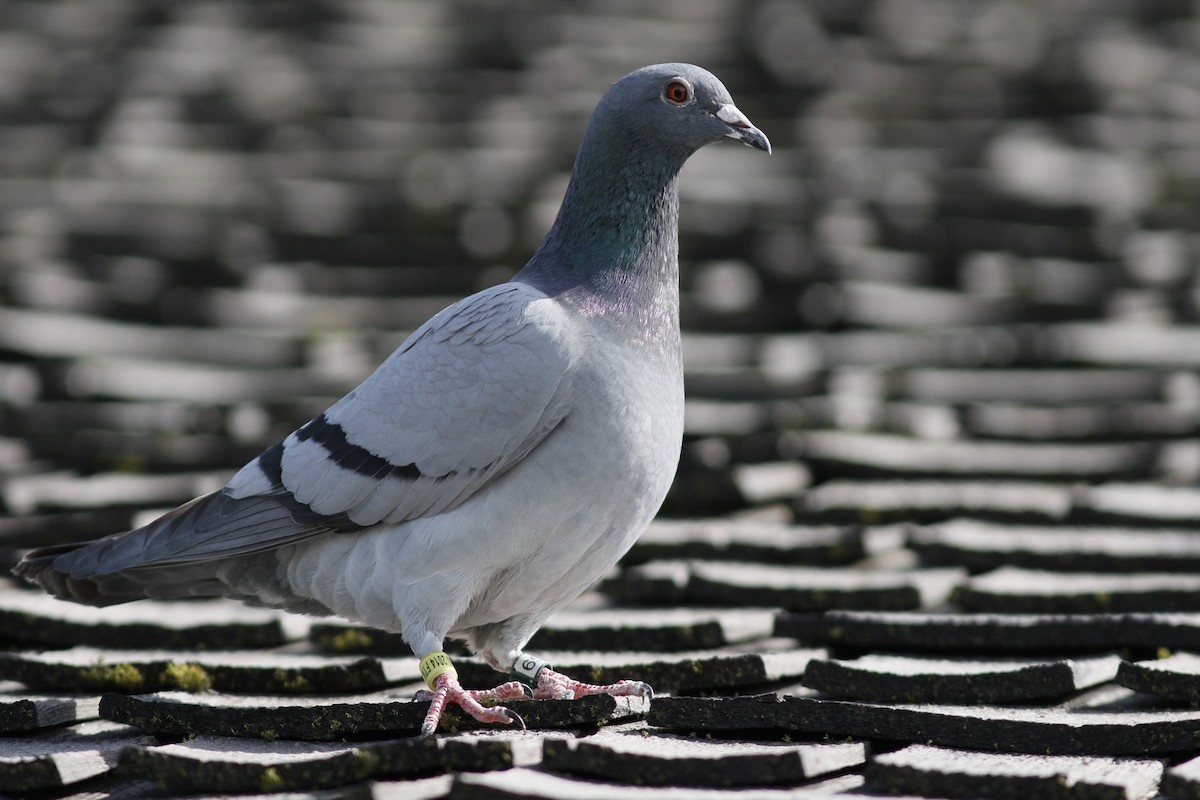 Rock Pigeon (Feral Pigeon) - John C Sullivan