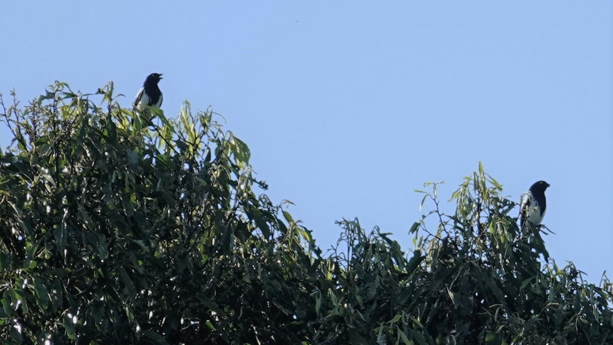 Magpie Tanager - ML536186621