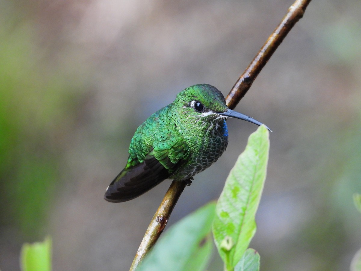 Green-crowned Brilliant - ML536190181