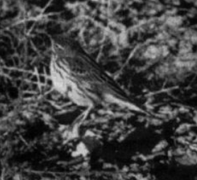 Red-throated Pipit - Arizona Bird Committee Data