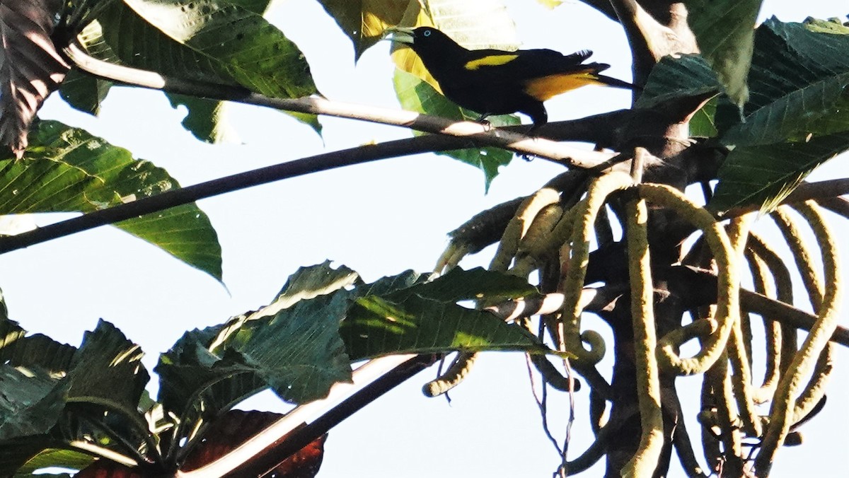 Yellow-rumped Cacique - ML536193611