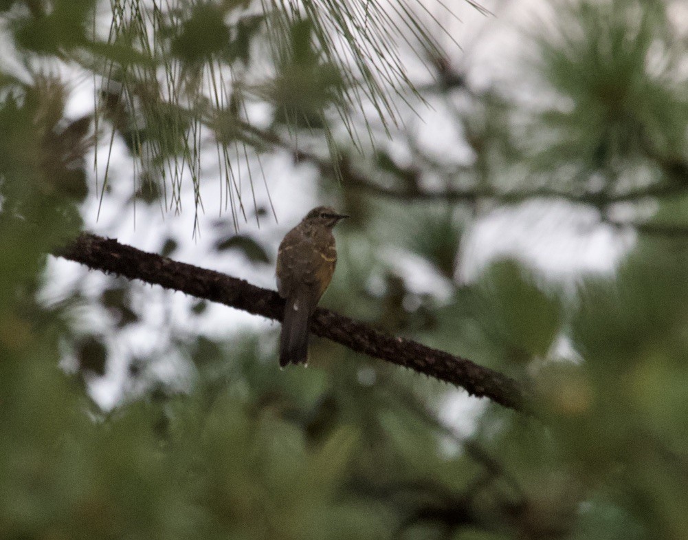 Brown-backed Solitaire - ML536197381