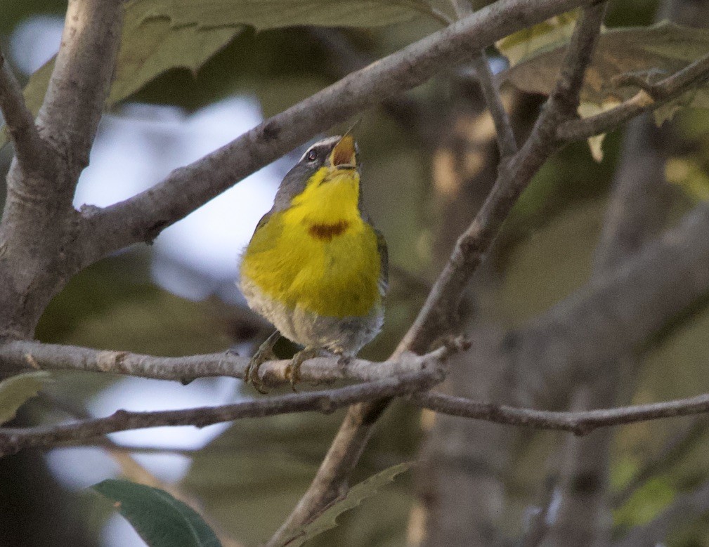 Crescent-chested Warbler - ML536197461