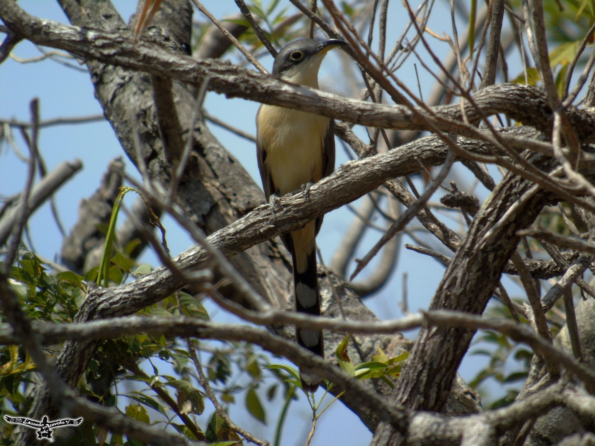 Mangrove Cuckoo - Eduardo Acevedo