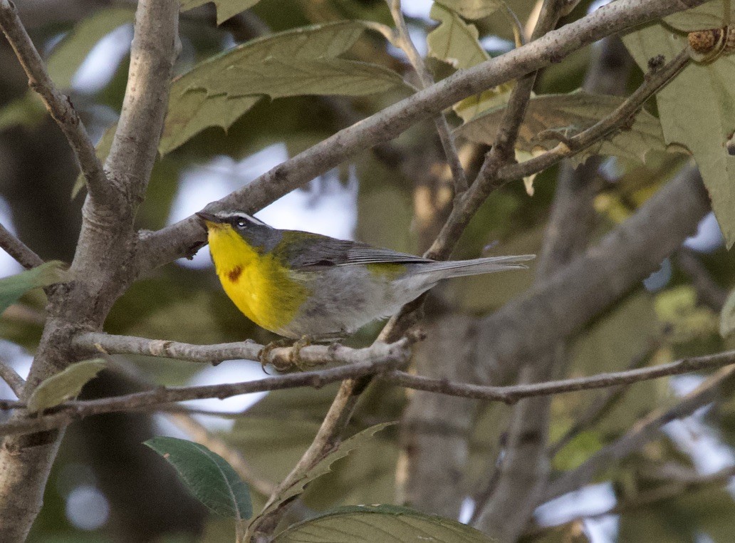 Crescent-chested Warbler - ML536197671