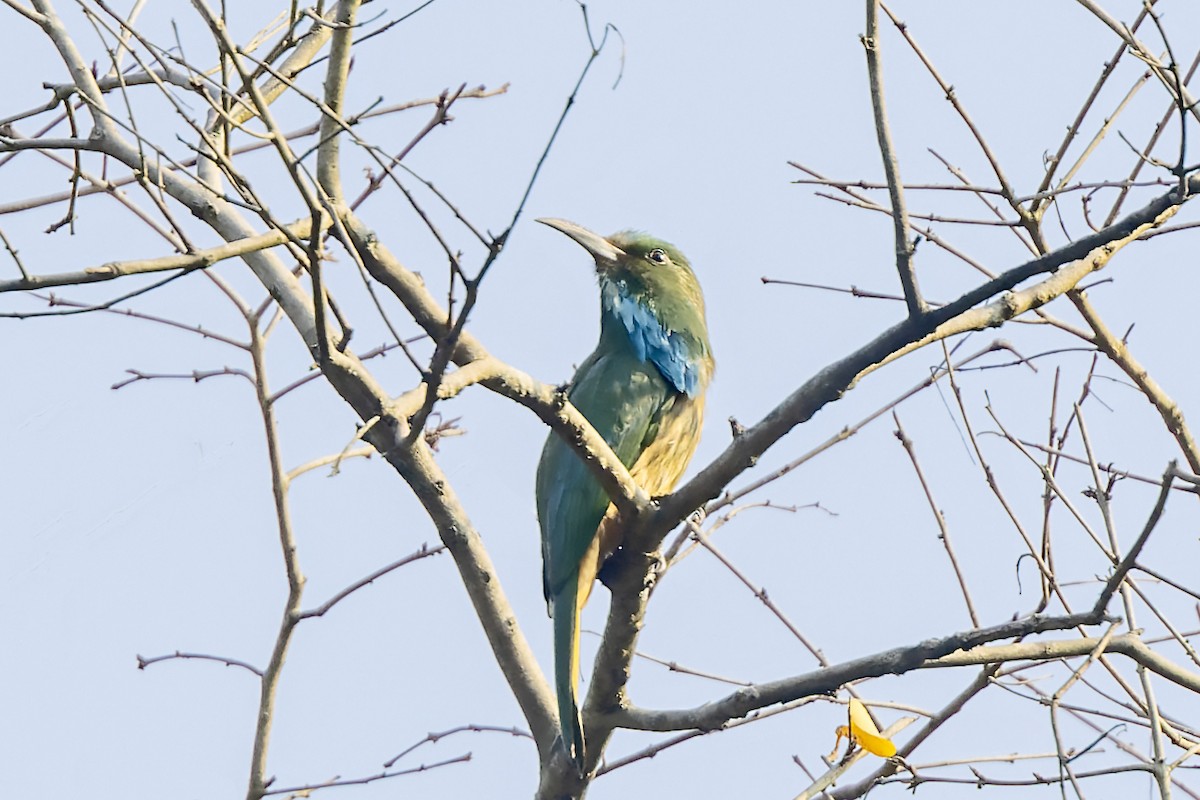 Blue-bearded Bee-eater - ML536199001