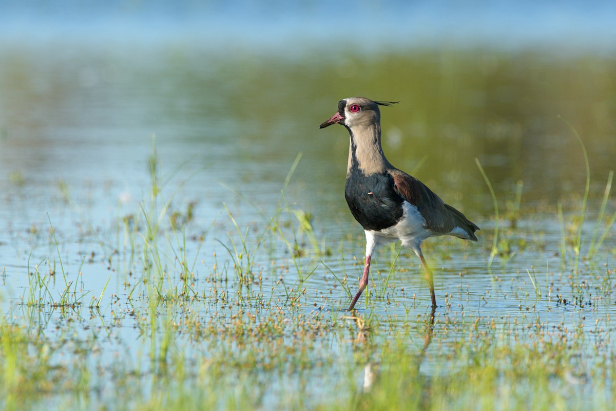 Southern Lapwing - Carlos Rossello