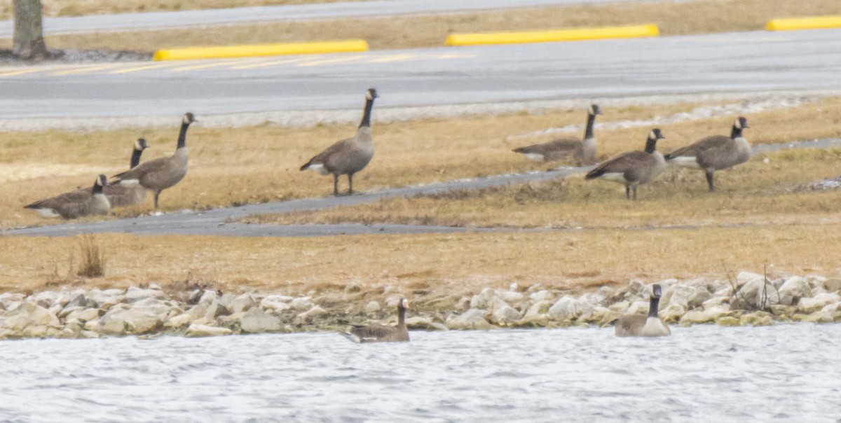 eBird Checklist 17 Feb 2023 New Russia Township Preserve 4 species