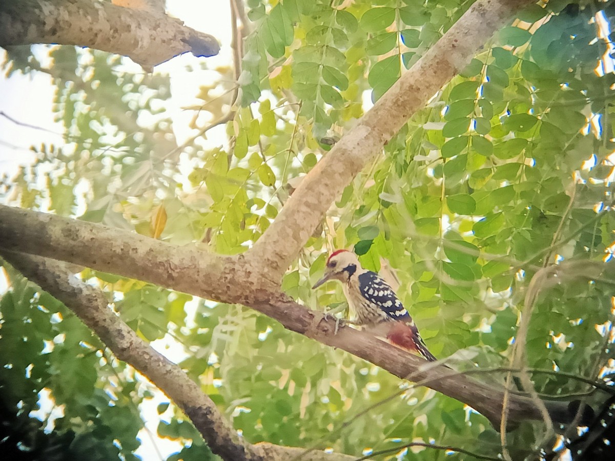 Fulvous-breasted Woodpecker - ML536218811
