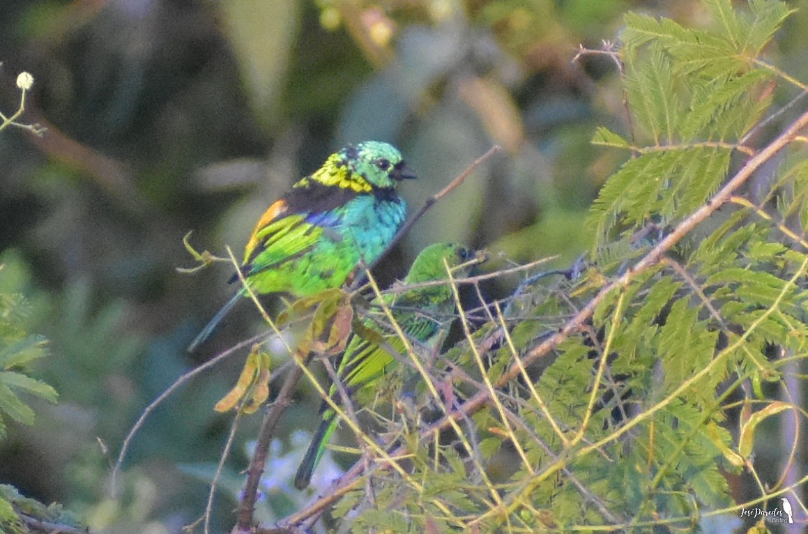 Green-headed Tanager - José Maria Paredes