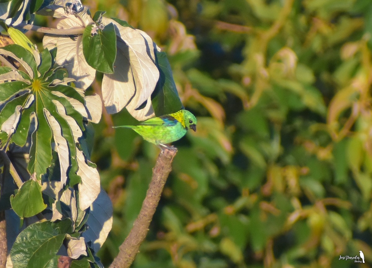 Green-headed Tanager - ML536219181