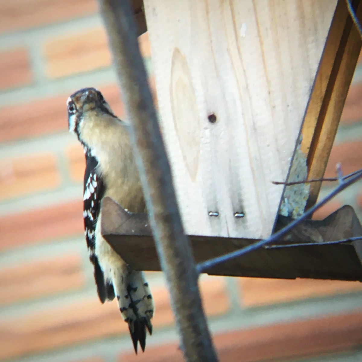 Downy Woodpecker - ML536219301
