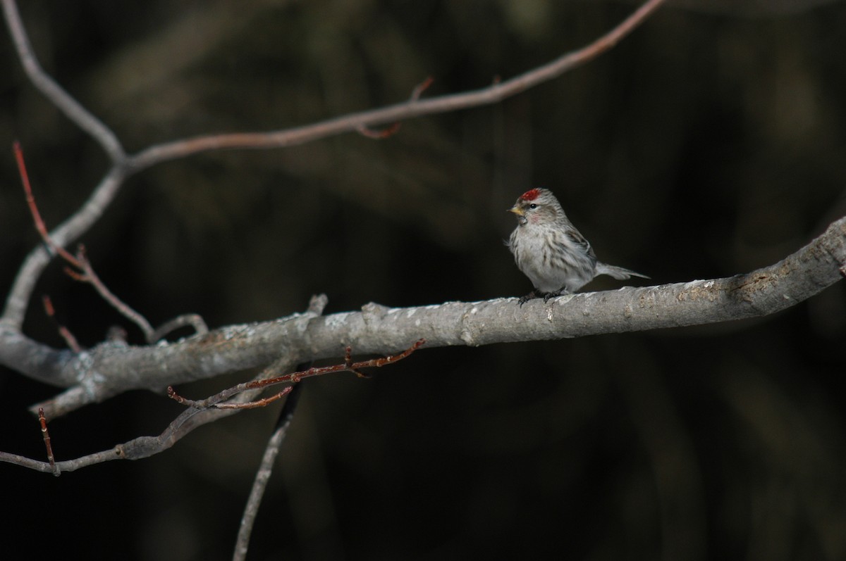 Common Redpoll - André Couture