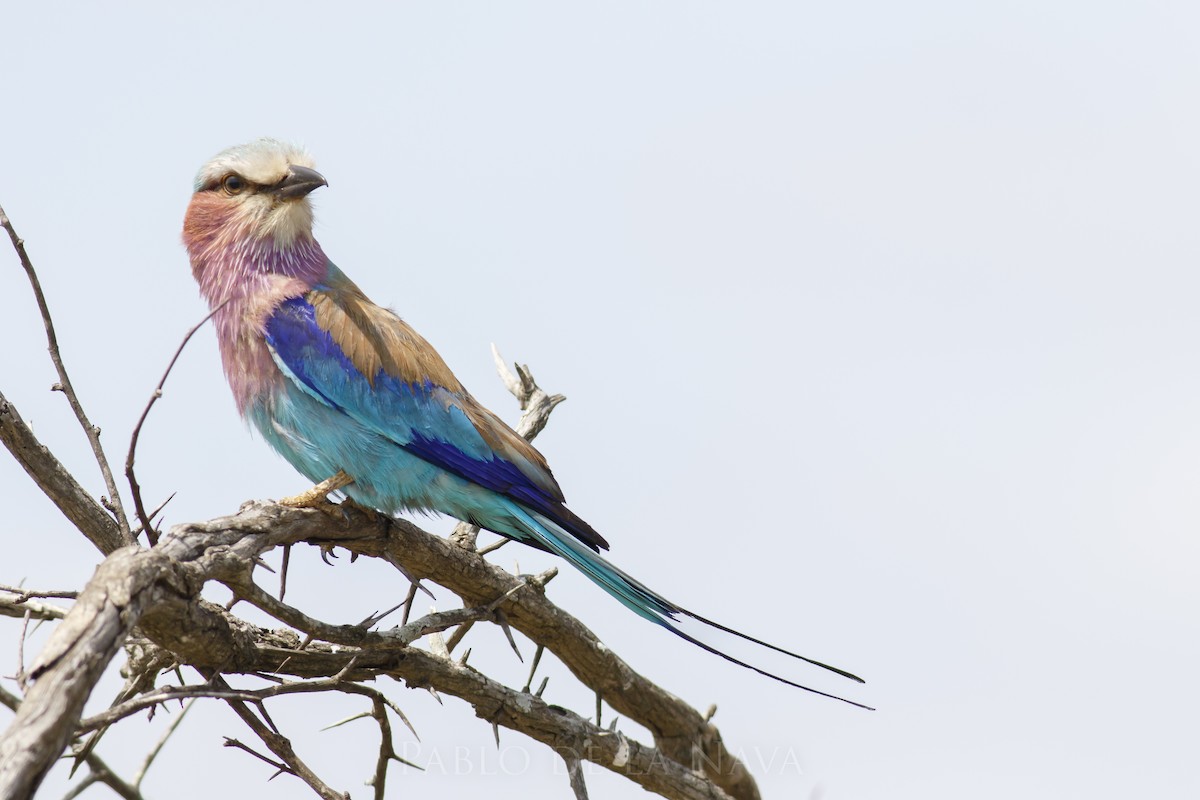 Lilac-breasted Roller - ML536224281
