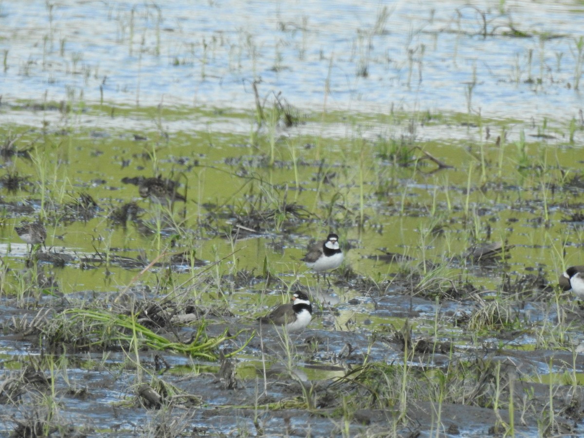 Semipalmated Plover - ML536227771