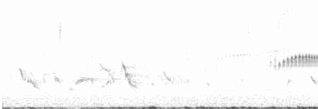 Slender-billed Tyrannulet - ML536231581