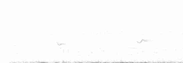 Spotted Nightjar - ML536233461