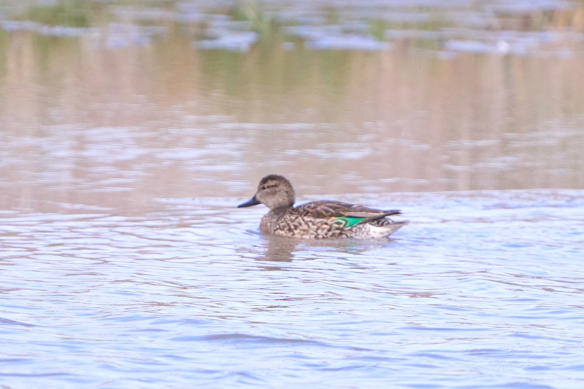Green-winged Teal - ML536236521